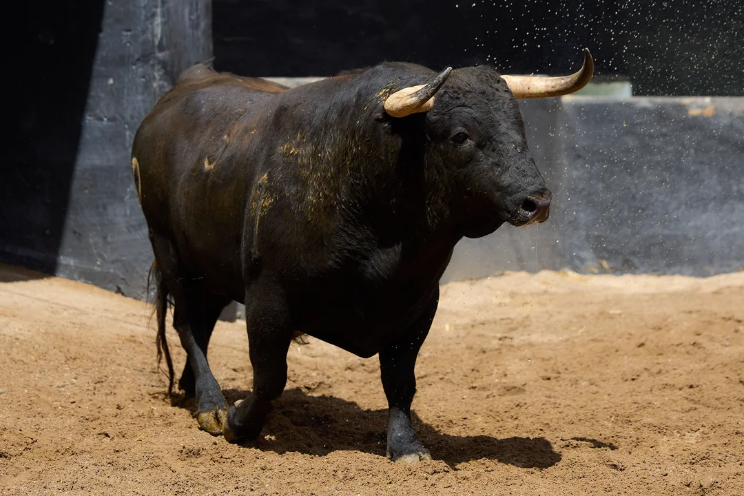 ¿Qué Ocurrió en la Última Corrida de Toros en Sevilla?