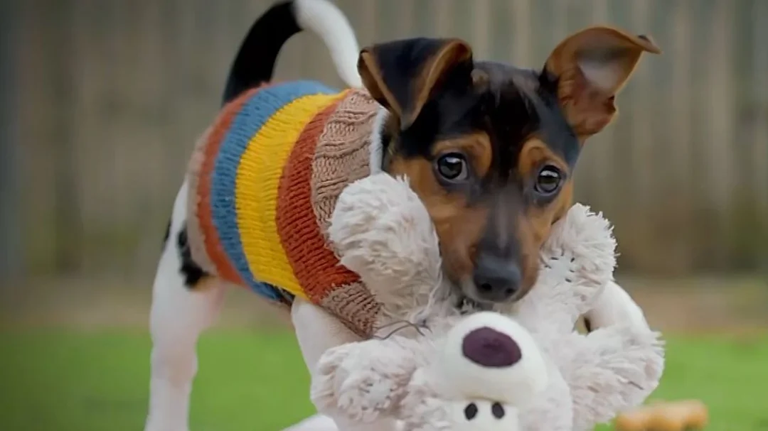 ¿Estás Listo Para Un Viaje Emocional? Descubre ‘Dog House’, El Nuevo Programa De Adopción Canina