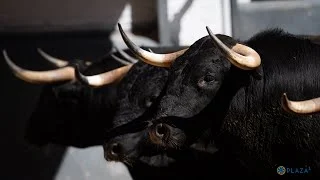 ¿Qué Momentos Imperdibles Nos Depara la Feria de San Isidro 2025?