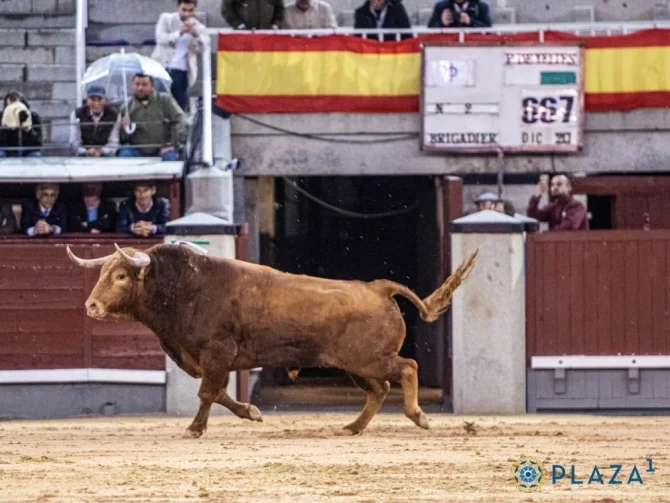 ¿Es La Corrida de Toros Un Match Perfecto? Descubre Lo Que Sucedió En San Isidro 2025